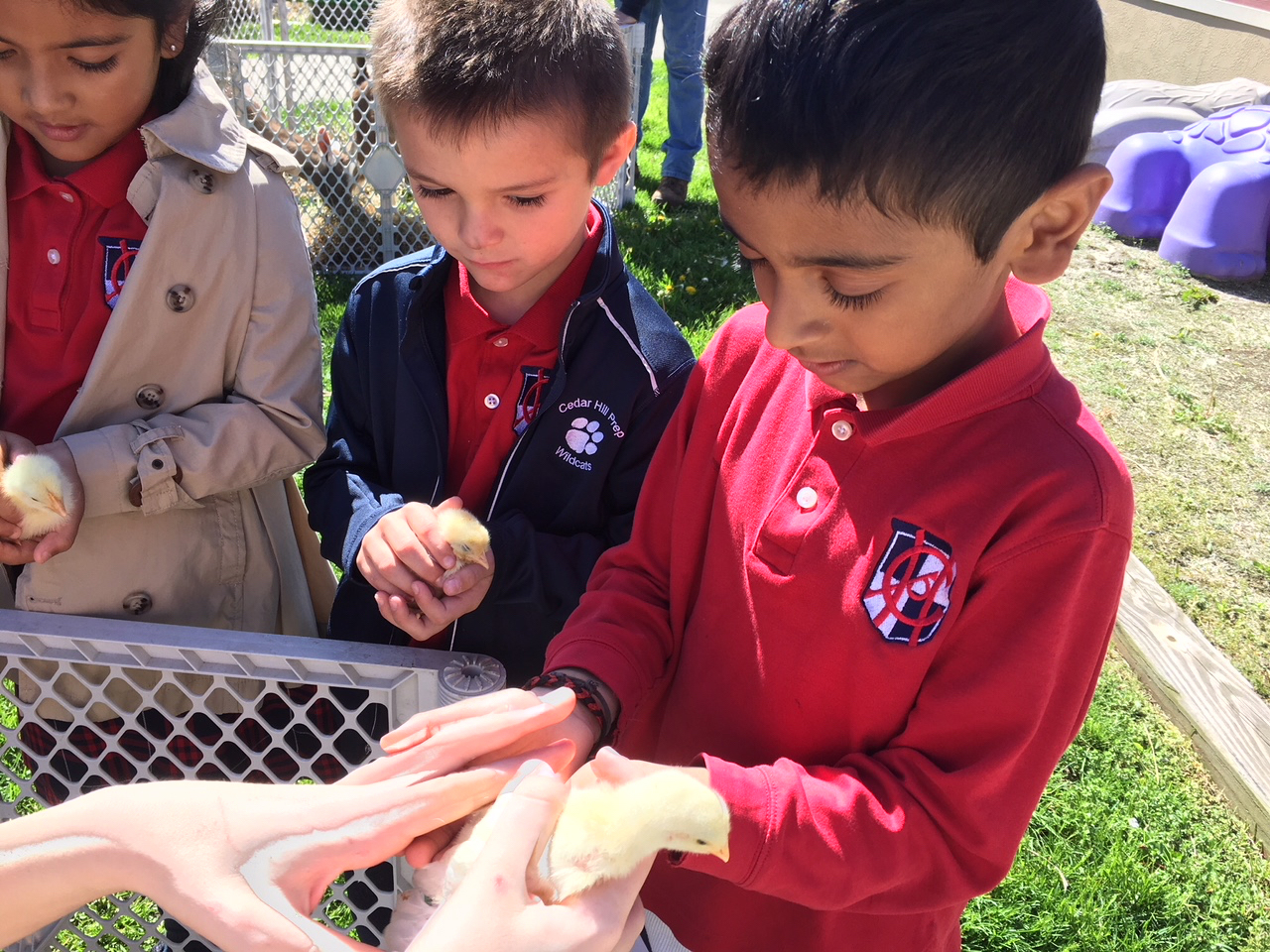 Petting Zoo